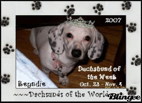 Reyndie Dog of the Week