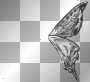 left wing black and white butterfly
