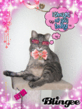 my cat