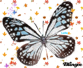 BUTTERFLY