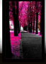 ke billu il parco rosa 