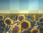 Sunflower Background