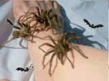 Tarantulas creeping up my leg..