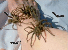 Tarantulas creeping up my leg..
