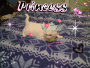 My cat Ash