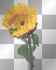 sunflower bee sunflower bee