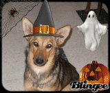 chelkiehalloween