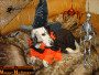 TAU fête halloween