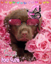 Dog Star