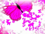 pink butterfly