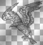 hawk
