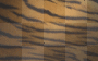 bengal tiger stripes