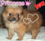 my youngest puppy sassy my youngest puppy sassy