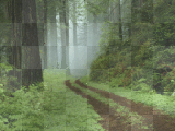 rainforest road