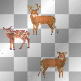 deer