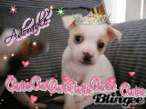 my puppy my puppy