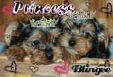 my doggies my doggies
