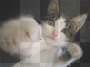 kitty cat