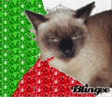 italian princess