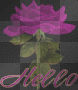 PURPLE HELLO ROSE PURPLE HELLO ROSE