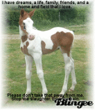 Stop the horse slaughter!!