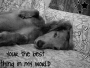 grey sh0rtey