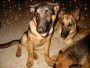 iluv german shephards