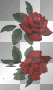 red rose