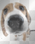 Dogs