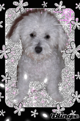 sparkly daisy