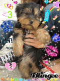 ma chienne ki é tro belleeeeeeee !!!