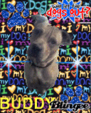 Buddy