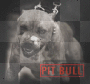 Pit bull.