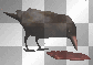 crow