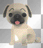 Pug