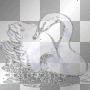 swan