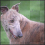 greyhound