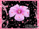 pink heart pansie