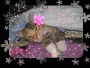 mon chat mon chat