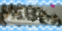 Blingee