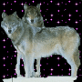 wolves