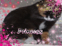 Princess Mocha