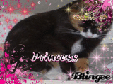 Princess Mocha