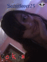 setosgirl