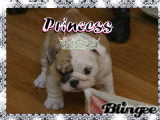 myyyyy  puppy :-]