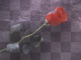 rose