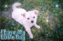 Teddy boy ( puppy days ) Teddy boy ( puppy days )