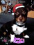 noël