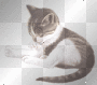kitty