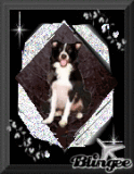 chien